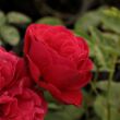 Rosa 'Pompadour Red™' - vörös - virágágyi grandiflora - floribunda rózsa