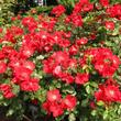 Kép 2/3 - Rosa 'Robusta®' - vörös - parkrózsa