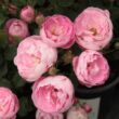 Kép 2/3 - Rosa 'Raubritter®' - rózsaszín - parkrózsa
