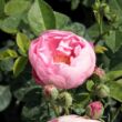 Kép 3/3 - Rosa 'Raubritter®' - rózsaszín - parkrózsa