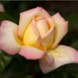 Kép 1/3 - Rosa 'Rose Aimée™' - sárga - rózsaszín - teahibrid rózsa