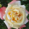 Kép 2/3 - Rosa 'Rose Aimée™' - sárga - rózsaszín - teahibrid rózsa