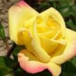 Rosa 'Rose Aimée™' - sárga - rózsaszín - teahibrid rózsa