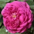 Kép 1/3 - Rosa 'Rose de Resht' - lila - történelmi - portland rózsa
