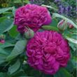 Rosa 'Rose de Resht' - lila - történelmi - portland rózsa
