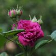 Rosa 'Rose de Resht' - lila - történelmi - portland rózsa