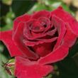 Kép 1/3 - Rosa 'Royal Velvet™' - vörös - teahibrid rózsa