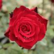Kép 2/3 - Rosa 'Royal Velvet™' - vörös - teahibrid rózsa