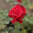 Kép 3/3 - Rosa 'Royal Velvet™' - vörös - teahibrid rózsa