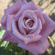 Kép 1/3 - Rosa 'Waltz Time™' - lila - teahibrid rózsa
