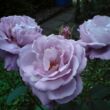 Rosa 'Waltz Time™' - lila - teahibrid rózsa