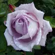 Kép 3/3 - Rosa 'Waltz Time™' - lila - teahibrid rózsa