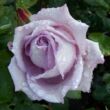 Rosa 'Waltz Time™' - lila - teahibrid rózsa