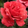 Kép 1/3 - Rosa 'Sammetglut®' - vörös - virágágyi grandiflora - floribunda rózsa
