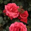 Kép 2/3 - Rosa 'Sammetglut®' - vörös - virágágyi grandiflora - floribunda rózsa