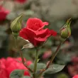 Kép 3/3 - Rosa 'Sammetglut®' - vörös - virágágyi grandiflora - floribunda rózsa
