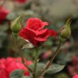 Rosa 'Sammetglut®' - vörös - virágágyi grandiflora - floribunda rózsa