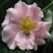 Kép 1/3 - Rosa 'Satin Haze®' - rózsaszín - talajtakaró rózsa