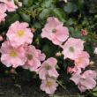 Kép 2/3 - Rosa 'Satin Haze®' - rózsaszín - talajtakaró rózsa