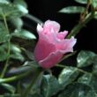 Rosa 'Satin Haze®' - rózsaszín - talajtakaró rózsa