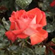Kép 1/3 - Rosa 'Scherzo™' - vörös - virágágyi floribunda rózsa