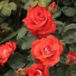 Kép 2/3 - Rosa 'Scherzo™' - vörös - virágágyi floribunda rózsa