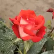 Kép 3/3 - Rosa 'Scherzo™' - vörös - virágágyi floribunda rózsa