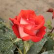 Rosa 'Scherzo™' - vörös - virágágyi floribunda rózsa