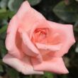 Kép 1/3 - Rosa 'Schöne Berlinerin®' - rózsaszín - teahibrid rózsa