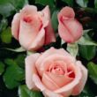Rosa 'Schöne Berlinerin®' - rózsaszín - teahibrid rózsa