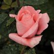 Kép 3/3 - Rosa 'Schöne Berlinerin®' - rózsaszín - teahibrid rózsa