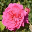 Kép 1/3 - Rosa 'Sidney Peabody™' - rózsaszín - virágágyi grandiflora - floribunda rózsa