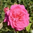 Kép 2/3 - Rosa 'Sidney Peabody™' - rózsaszín - virágágyi grandiflora - floribunda rózsa