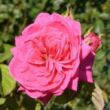 Kép 3/3 - Rosa 'Sidney Peabody™' - rózsaszín - virágágyi grandiflora - floribunda rózsa