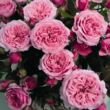 Rosa 'Pink Babyflor®' - rózsaszín - törpe - mini rózsa