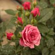 Kép 3/3 - Rosa 'Pink Babyflor®' - rózsaszín - törpe - mini rózsa
