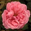Kép 1/3 - Rosa 'South Seas™' - narancssárga - rózsaszín - teahibrid rózsa