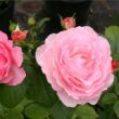Kép 2/3 - Rosa 'South Seas™' - narancssárga - rózsaszín - teahibrid rózsa