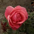 Rosa 'South Seas™' - narancssárga - rózsaszín - teahibrid rózsa