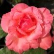 Kép 1/3 - Rosa 'Succes Fou™' - rózsaszín - teahibrid rózsa