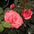 Rosa 'Succes Fou™' - rózsaszín - teahibrid rózsa