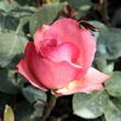 Kép 3/3 - Rosa 'Succes Fou™' - rózsaszín - teahibrid rózsa