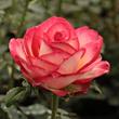 Kép 1/3 - Rosa 'Susan Massu®' - sárga - narancssárga - teahibrid rózsa
