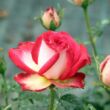 Rosa 'Susan Massu®' - sárga - narancssárga - teahibrid rózsa
