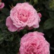 Kép 2/3 - Rosa 'Szent Erzsébet' - rózsaszín - parkrózsa