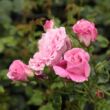 Rosa 'Szent Erzsébet' - rózsaszín - parkrózsa