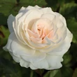 Kép 1/3 - Rosa 'Szent Margit' - fehér - virágágyi floribunda rózsa