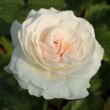 Kép 1/3 - Rosa 'Szent Margit' - fehér - virágágyi floribunda rózsa