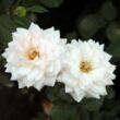Kép 2/3 - Rosa 'Szent Margit' - fehér - virágágyi floribunda rózsa