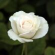 Kép 3/3 - Rosa 'Szent Margit' - fehér - virágágyi floribunda rózsa